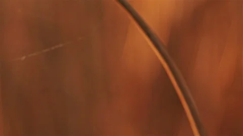 Lonely ear of wheat Stock Footage 55824994