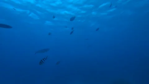 Lonely Echeneis (fish) Video stock 276874189