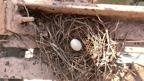 Lonely Egg Inside Pigeons Nest On Rusty Urban Fire Escape 60fps Video stock 130296373