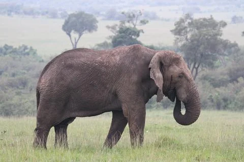 A lonely elephant marching down a green meadow in Masai Mara Kenya Stock Photos