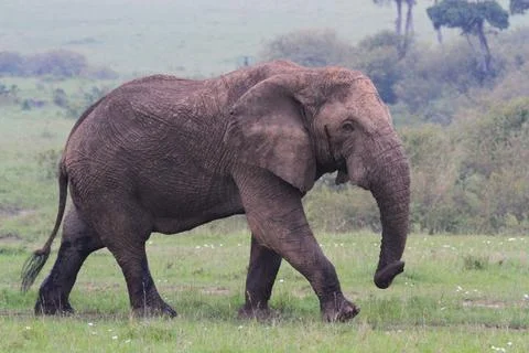 A lonely elephant marching down a green meadow in Masai Mara Kenya Stock Photos