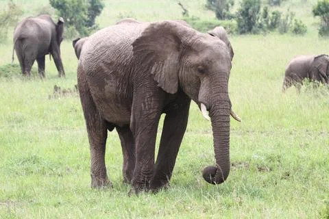 A lonely elephant marching down a green meadow in Masai Mara Kenya Stock Photos