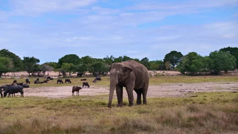 Lonely elephant in the open wild Stock Footage 258100057