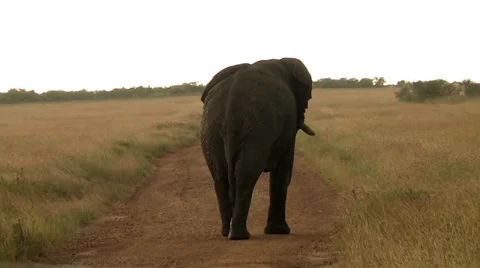 Lonely elephant walking Stock Footage 33696398