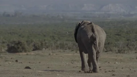 Lonely elephant walking 库存影片 148181018