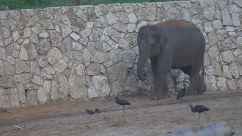 Lonely elephant walking in slow motion with birds around him Stock Footage 131902224