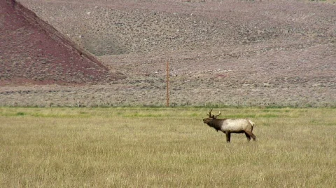 Lonely elk Stock Footage 705202