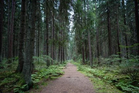Lonely empty path stretches through dark coniferous forest, fading into dis.. Stock-Fotos