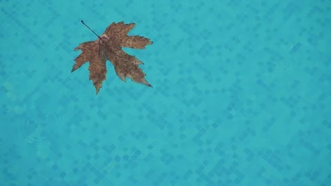 Lonely fallen maple leaf slowly float in swimming pool clean blue water while Stock Footage 156701726
