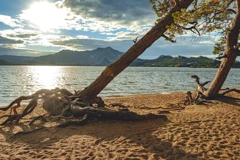 Lonely fallen pine tree on the sand against the background of the sea mountai Stock Photos
