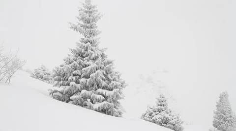 Lonely fir-tree Stock Footage 35542585