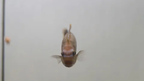 Lonely fish in an aquarium close up Stock Footage 116674032