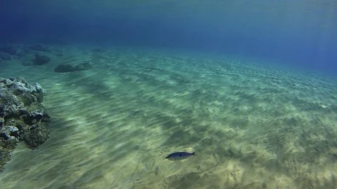 Lonely fish in empty ocean Stockbeeldmateriaal 95647270