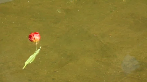 Lonely flower Stock-Footage 714698