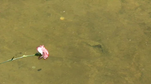 Lonely flower Video stock 714702