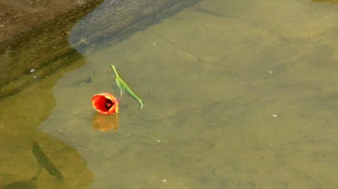 Lonely flower Stock Footage 715079