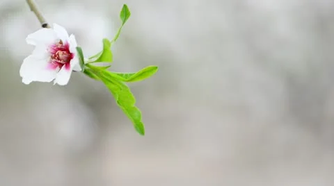 Lonely flower Stock Footage 21844551