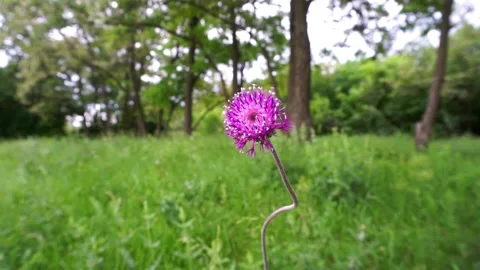 Lonely flower Видео 157821944