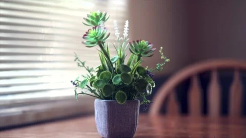 Lonely Flower 库存影片 165576164