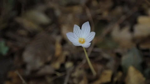 Lonely flower in the forest 2 Stock Footage 127137962