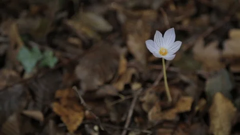 Lonely flower in the forest Stock Footage
