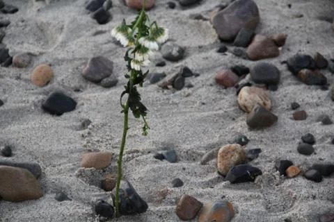 Lonely flower Foto stock