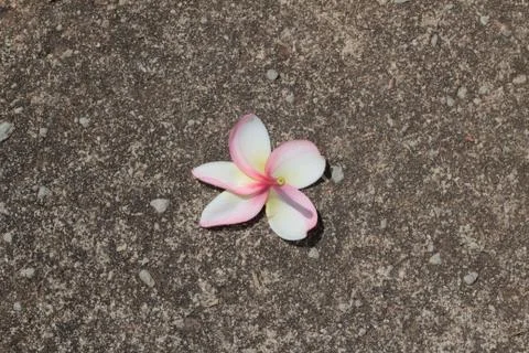 Lonely flower Foto stock