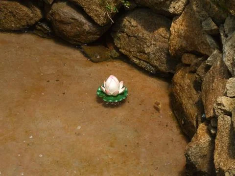 Lonely flower Фото