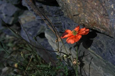 Lonely flower Stock Photos