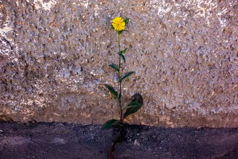 Lonely flower Stock Photos