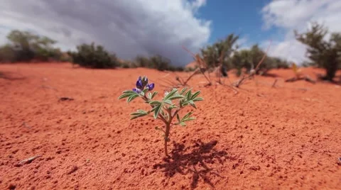 Lonely flower in red desert Stock Footage 55012735