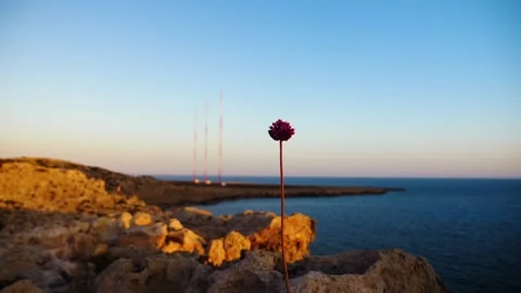 Lonely flower is shaking during the sunset Video stock 155930639