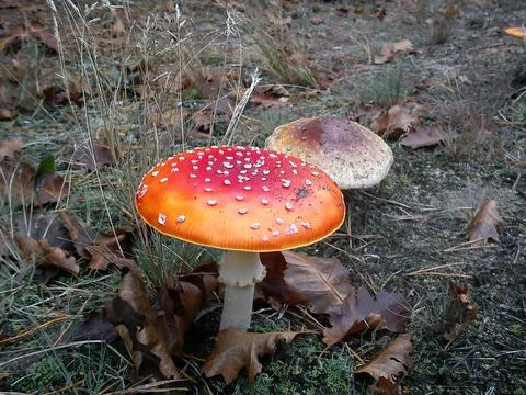 Lonely fly-agaric grows in the forest Stock Photos