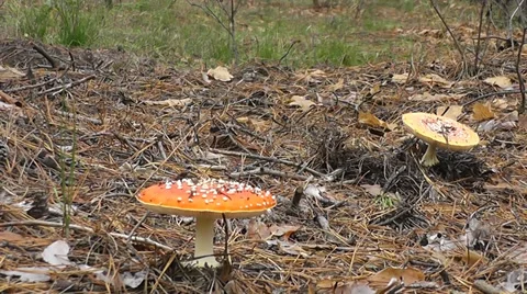 Lonely fly agarics in forest 動画素材 38213738