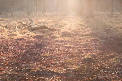 Lonely forest clearing with tree trunk in autumn twilight sun. Soul of nature Stock Photos