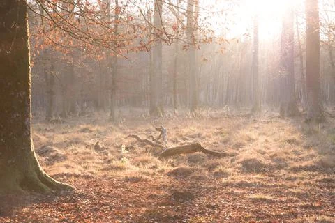 Lonely forest clearing with tree trunk in autumn twilight sun. Soul of nature Stock Photos