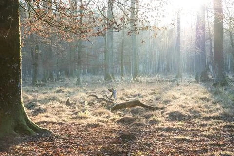 Lonely forest clearing with tree trunk in autumn twilight sun. Soul of nature Stock Photos