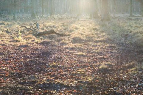 Lonely forest clearing with tree trunk in autumn twilight sun. Soul of nature Stock Photos