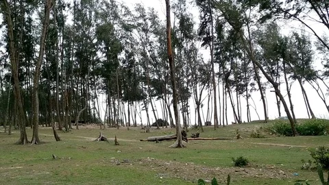 Lonely Forest Stock Footage 108508865