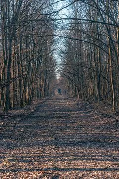 Lonely Forest Path Lined With Bare Trees Leading To A Hunting Blind In Late.. Stock Photos