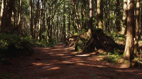 Lonely forest path through Aokigahara, Japans "Suicide Forest" Vídeo Stock 125981795