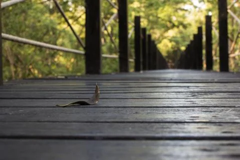 The lonely forest Stock Photos