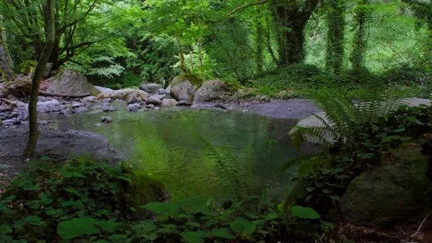 Lonely Forest, Silently Flowing Stream, Stream sound Stock Footage 229401576