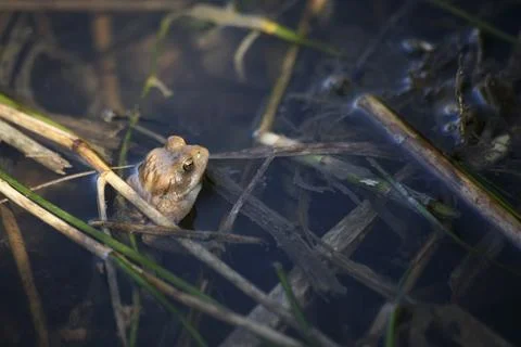 Lonely frog in a pond Stock Photos