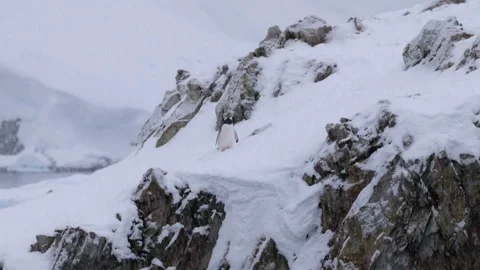 Lonely Gentoo Penguin Standing in Falling Snow, Antarctica 스톡 동영상 326188902