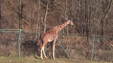 Lonely giraffe in the park Stock Footage 46197222