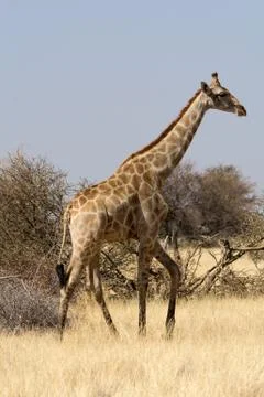 Lonely Giraffe Stock Photos
