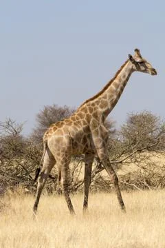 Lonely Giraffe Stock Photos