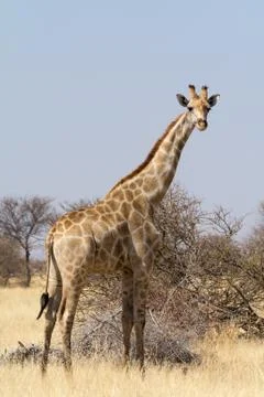 Lonely Giraffe Stock Photos