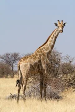 Lonely Giraffe Stock Photos